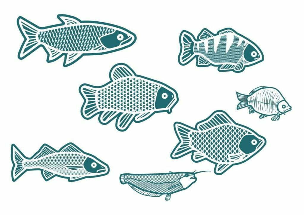 dessin nageoire de poissons